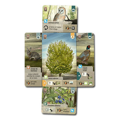 Forest Shuffle. Dartmoor